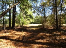 136+/- Acres of Farm and Hunting Land For Sale in Bladen County, NC!