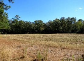 136+/- Acres of Farm and Hunting Land For Sale in Bladen County, NC!