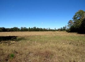 136+/- Acres of Farm and Hunting Land For Sale in Bladen County, NC!