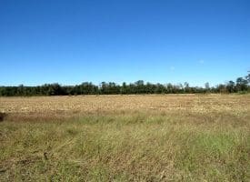136+/- Acres of Farm and Hunting Land For Sale in Bladen County, NC!