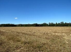 136+/- Acres of Farm and Hunting Land For Sale in Bladen County, NC!