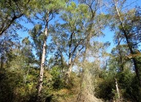 136+/- Acres of Farm and Hunting Land For Sale in Bladen County, NC!