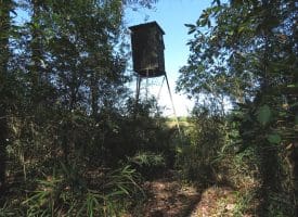 136+/- Acres of Farm and Hunting Land For Sale in Bladen County, NC!