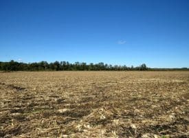 136+/- Acres of Farm and Hunting Land For Sale in Bladen County, NC!