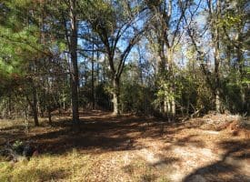 136+/- Acres of Farm and Hunting Land For Sale in Bladen County, NC!