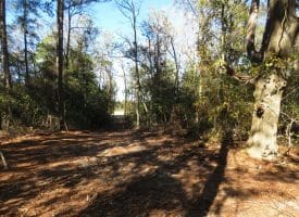 136+/- Acres of Farm and Hunting Land For Sale in Bladen County, NC!