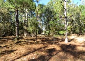 136+/- Acres of Farm and Hunting Land For Sale in Bladen County, NC!