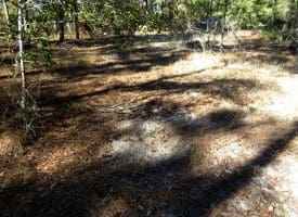 136+/- Acres of Farm and Hunting Land For Sale in Bladen County, NC!