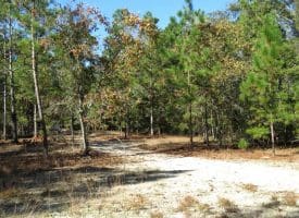 136+/- Acres of Farm and Hunting Land For Sale in Bladen County, NC!