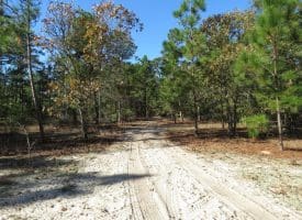 136+/- Acres of Farm and Hunting Land For Sale in Bladen County, NC!