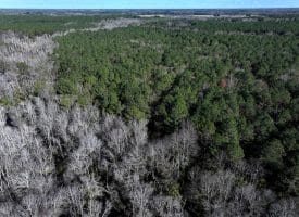 189+/- Acres of Farm and Timber Land For Sale in Robeson County, NC!