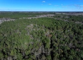 189+/- Acres of Farm and Timber Land For Sale in Robeson County, NC!