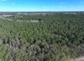 189+/- Acres of Farm and Timber Land For Sale in Robeson County, NC!