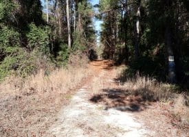 189+/- Acres of Farm and Timber Land For Sale in Robeson County, NC!