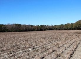189+/- Acres of Farm and Timber Land For Sale in Robeson County, NC!