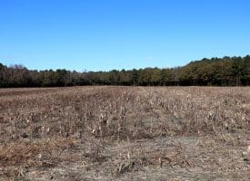 189+/- Acres of Farm and Timber Land For Sale in Robeson County, NC!