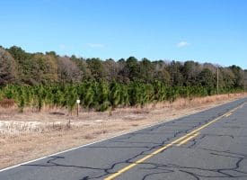 189+/- Acres of Farm and Timber Land For Sale in Robeson County, NC!
