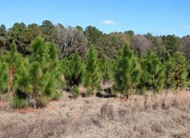 189+/- Acres of Farm and Timber Land For Sale in Robeson County, NC!