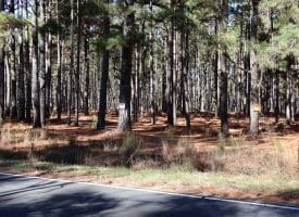 189+/- Acres of Farm and Timber Land For Sale in Robeson County, NC!