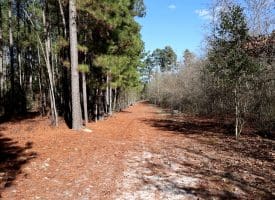 189+/- Acres of Farm and Timber Land For Sale in Robeson County, NC!