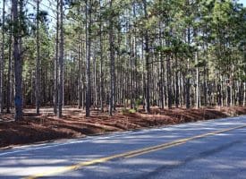 189+/- Acres of Farm and Timber Land For Sale in Robeson County, NC!