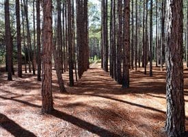189+/- Acres of Farm and Timber Land For Sale in Robeson County, NC!