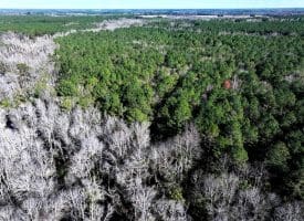 20+/- Acres of Timber and Hunting Land For Sale in Robeson County, NC!