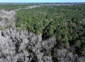 43+/- Acres of Farm and Timber Land For Sale in Robeson County NC!