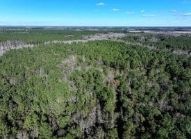 Lot 27 – 25+/- Acres of Timber and Hunting Land For Sale in Robeson County, NC!