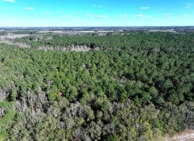 20+/- Acres of Timber and Hunting Land For Sale in Robeson County, NC!