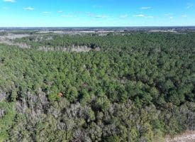 Lot 27 – 25+/- Acres of Timber and Hunting Land For Sale in Robeson County, NC!