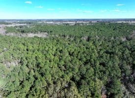 Lot 27 – 25+/- Acres of Timber and Hunting Land For Sale in Robeson County, NC!