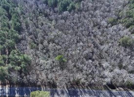 Lot 27 – 25+/- Acres of Timber and Hunting Land For Sale in Robeson County, NC!