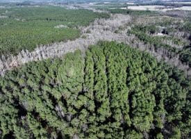 Lot 27 – 25+/- Acres of Timber and Hunting Land For Sale in Robeson County, NC!