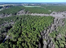 24+/- Acres of Timber and Hunting Land for Sale in Robeson County, NC!