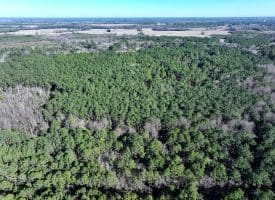 Lot 27 – 25+/- Acres of Timber and Hunting Land For Sale in Robeson County, NC!