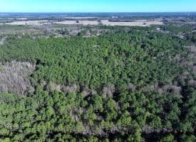 24+/- Acres of Timber and Hunting Land for Sale in Robeson County, NC!