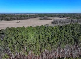 109+/- Acres of Farm and Timber Land For Sale in Hoke County NC!
