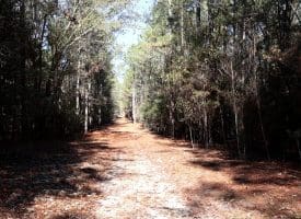 20+/- Acres of Timber and Hunting Land For Sale in Robeson County, NC!