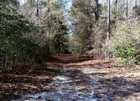 20+/- Acres of Timber and Hunting Land For Sale in Robeson County, NC!