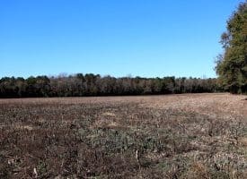 43+/- Acres of Farm and Timber Land For Sale in Robeson County NC!