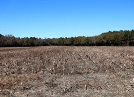 43+/- Acres of Farm and Timber Land For Sale in Robeson County NC!