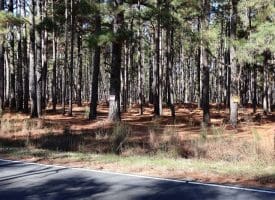 Lot 9 – 5+/- Acre Lot For Sale in Robeson County, NC!