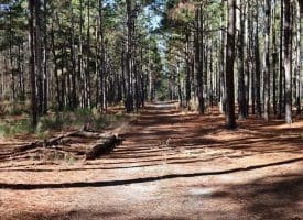 Lot 9 – 5+/- Acre Lot For Sale in Robeson County, NC!