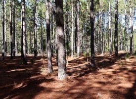 Lot 9 – 5+/- Acre Lot For Sale in Robeson County, NC!