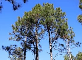 Lot 9 – 5+/- Acre Lot For Sale in Robeson County, NC!