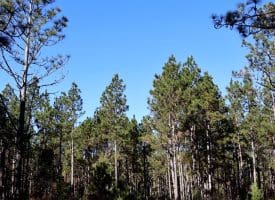 Lot 9 – 5+/- Acre Lot For Sale in Robeson County, NC!