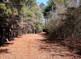 24+/- Acres of Timber and Hunting Land for Sale in Robeson County, NC!