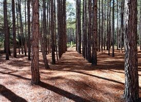 Lot 9 – 5+/- Acre Lot For Sale in Robeson County, NC!