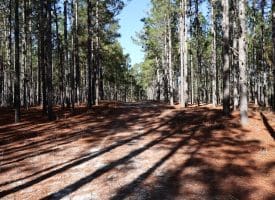 Lot 7 – 6+/- Acre Lot For Sale in Robeson County, NC!